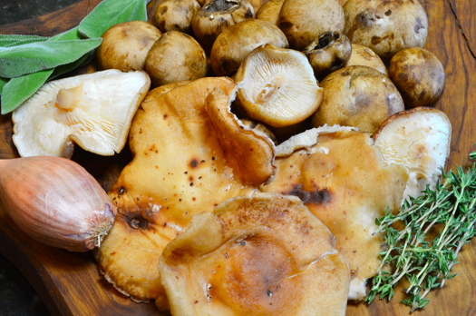 Mushroom Risotto with Parmigiano Reggiano1